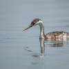 western grebe