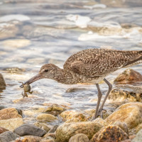 willet